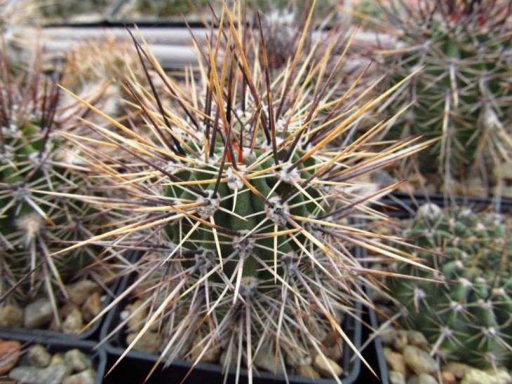 L.aureav.fallax