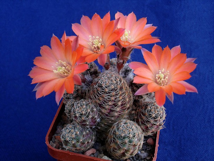 Mediolobivia pygmaea v.orurensis