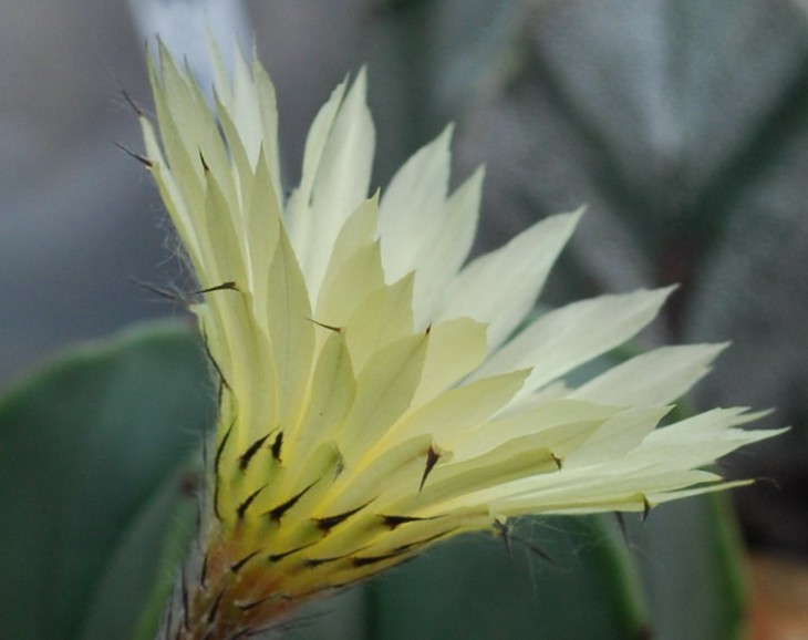SI_0064.jpg