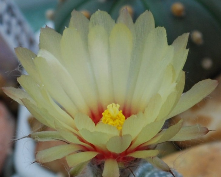 SI_0067.jpg