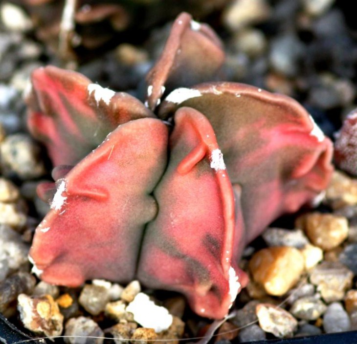 myrio fukuryi variegata.jpg