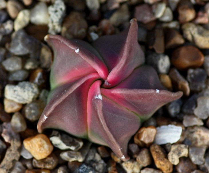 myrio kikko pink.jpg