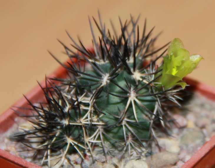 Echinocereus davisii - MG 192 (черная колючка)