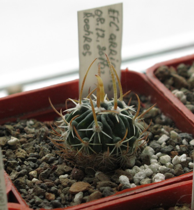 Echinofossulocactus arrigens.jpg