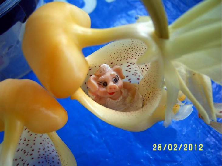 Coryanthes boyi3.JPG
