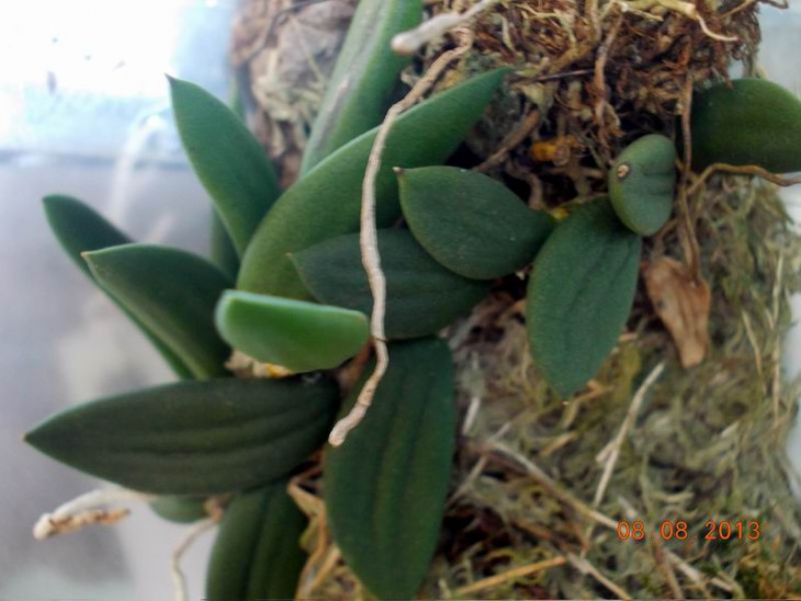 Dendrobium lingueforme.JPG