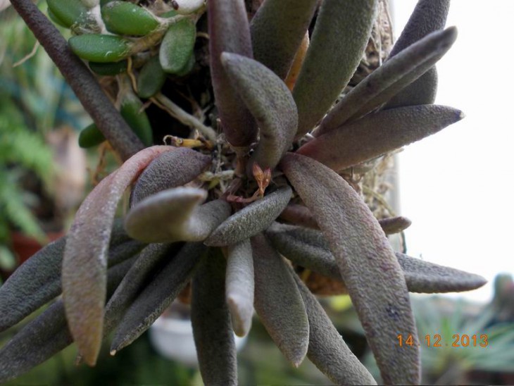 Dendrobium rigidum.JPG