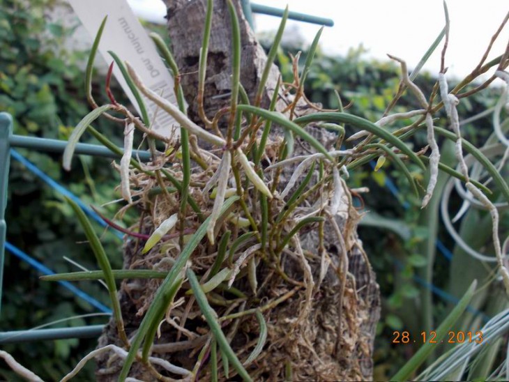 Dendrobium striolatum.JPG