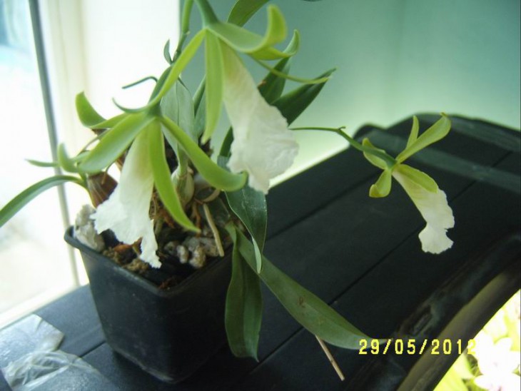 Encyclia mariae9.JPG