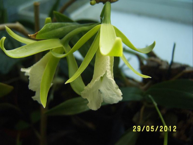 Encyclia mariae96.JPG
