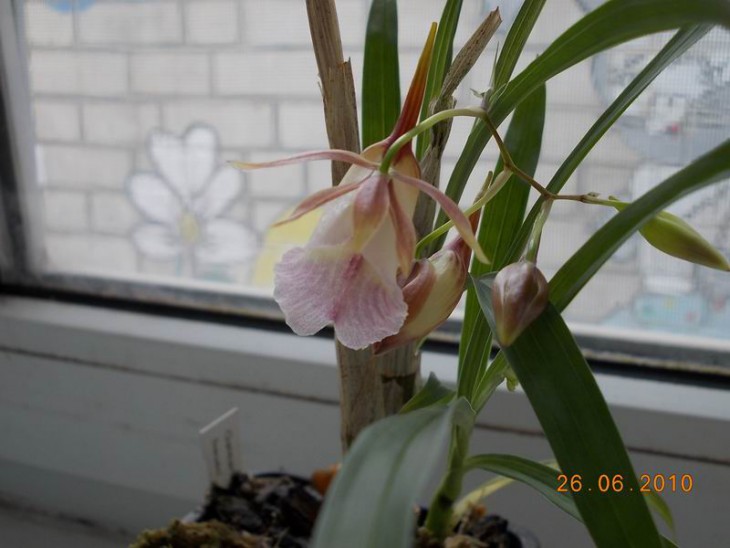 Galeandra bauerii06.jpg