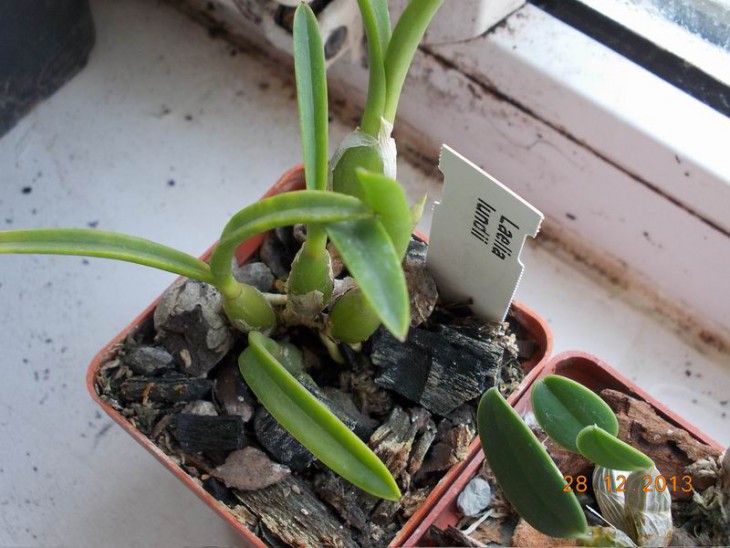 Laelia lundii.JPG