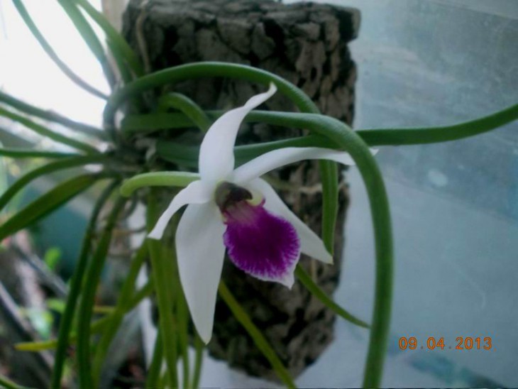 Leptotes bicolor2.JPG