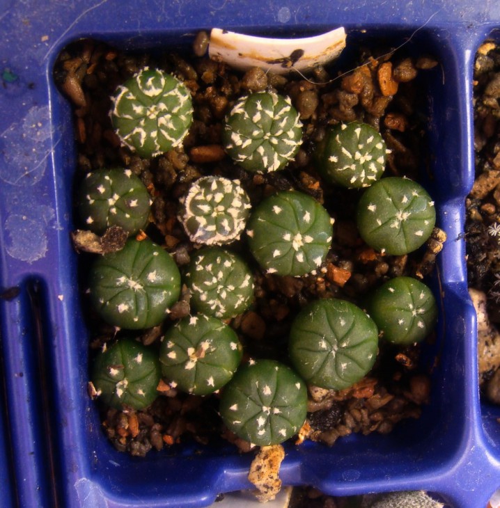 A. ASTERIAS SUPER KABUTO