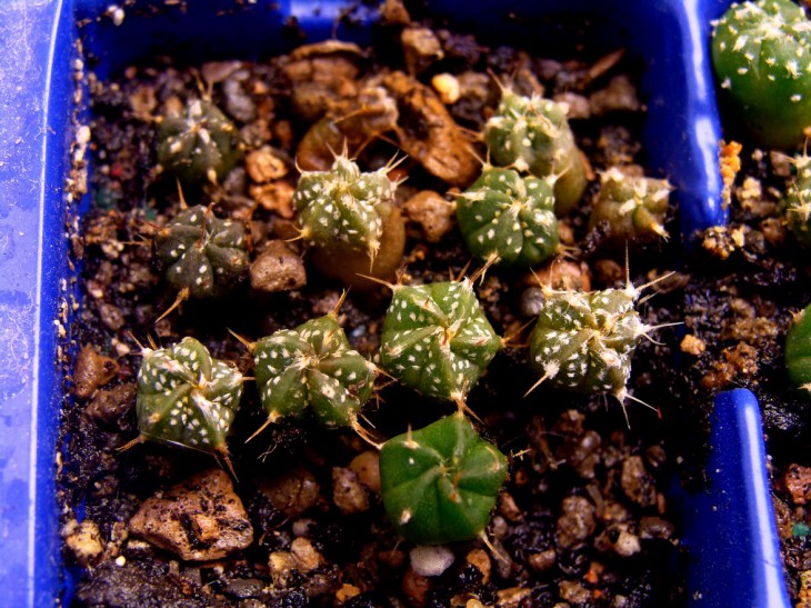 A.CAPAS