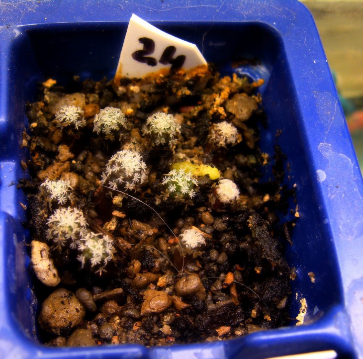 P. PSEUDOPECTINATUS
