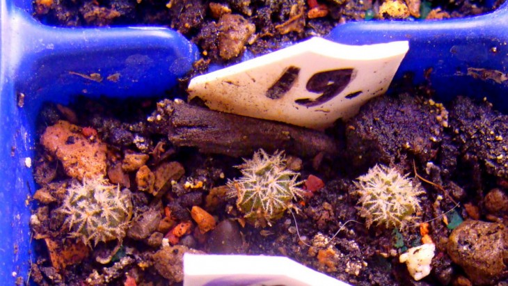 MAM. BLOSFELDIANA