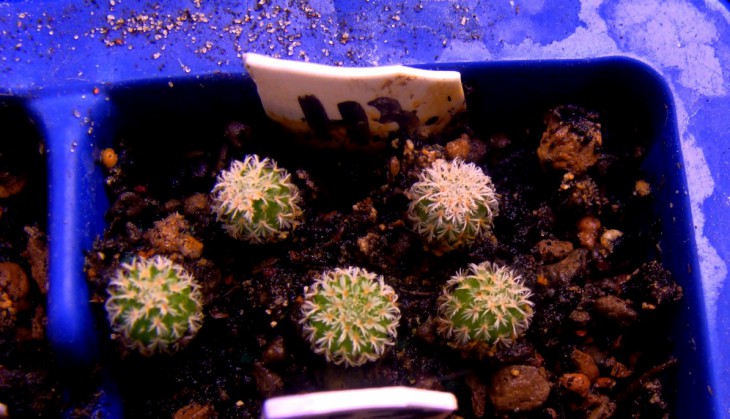 EPITHELANTA MICROMERIS V. RUFISPINA