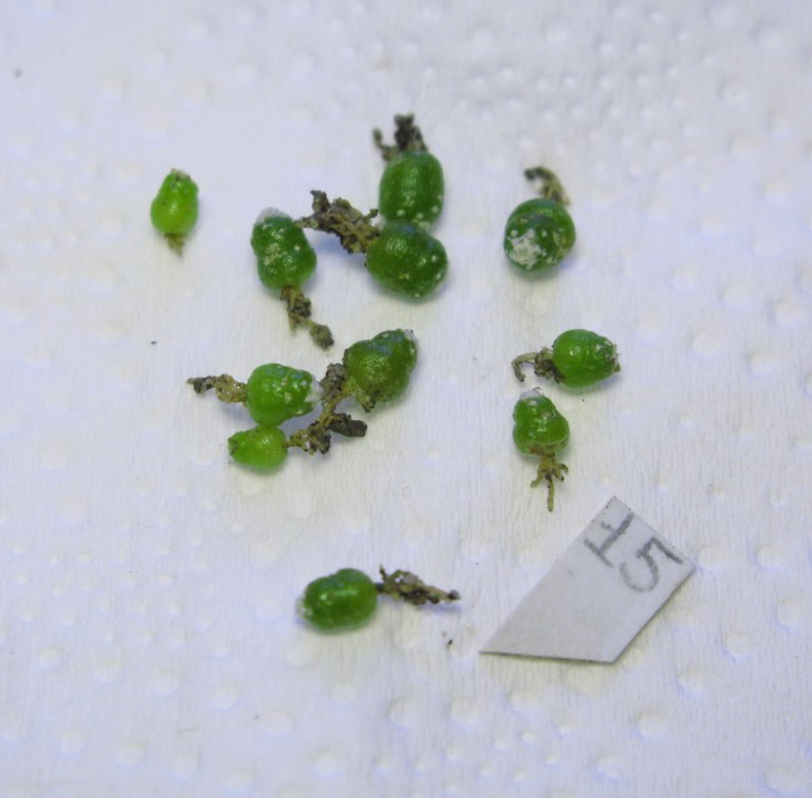 Bl.pedicellata, L.Bercht 428
