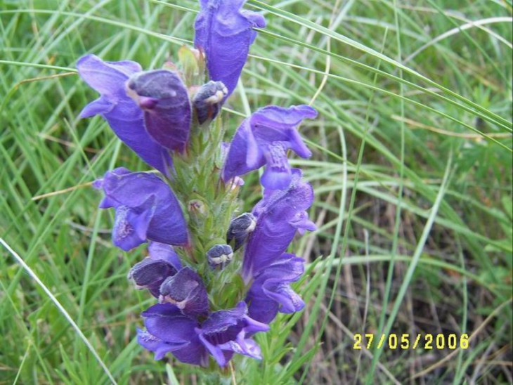 Dracocephalum
