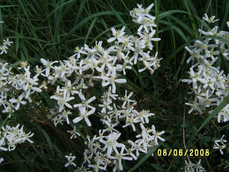2008_11.JPG