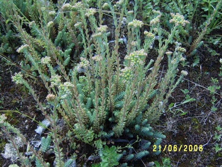 2008_01.JPG