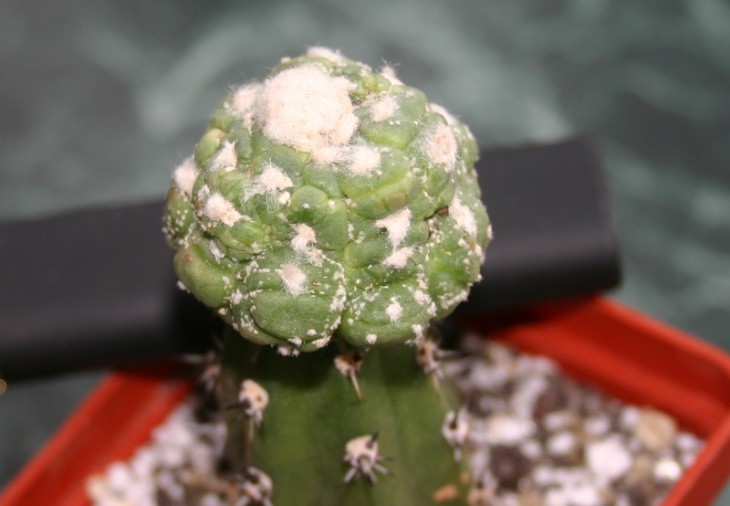 Asterias kiko mon