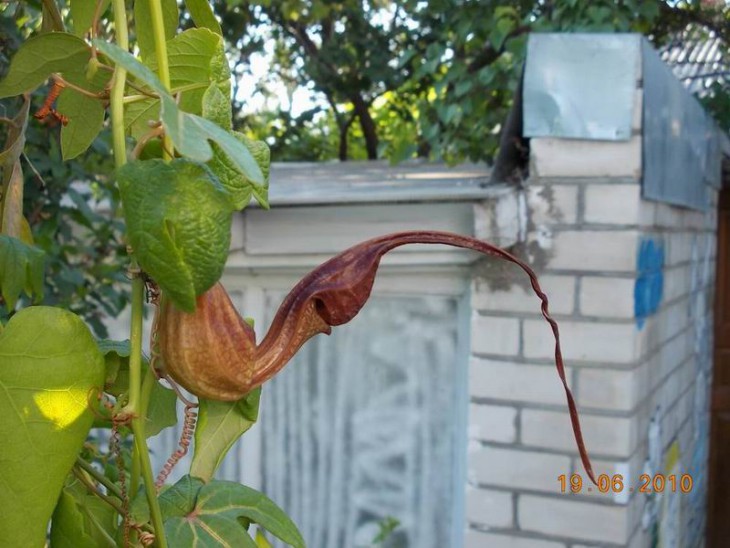 Aristolochia kewensis1.jpg