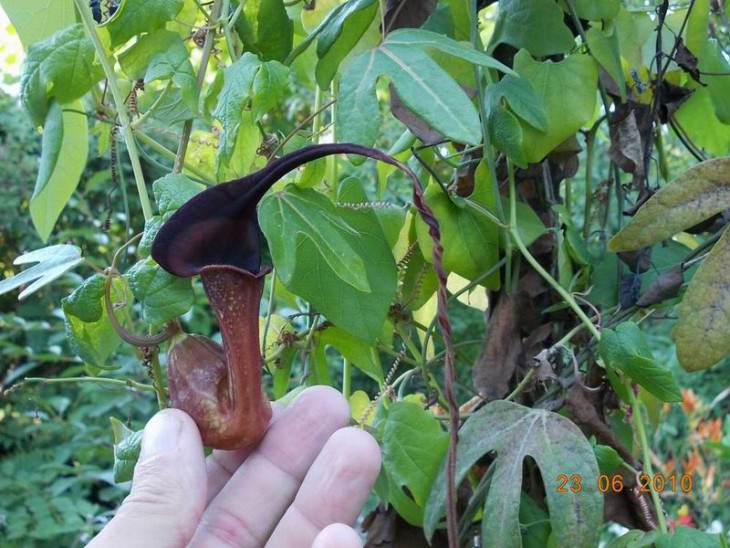 Aristolochia kewensis2.jpg