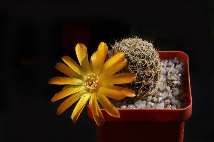 Sulcorebutia breviflora v. haseltonii WR 198