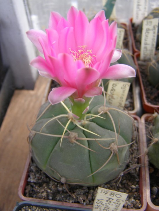 Gymnocalycium bueneckeri (576 x 768).jpg