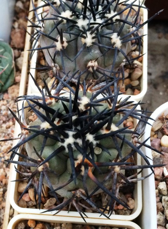 Copiapoa.jpg