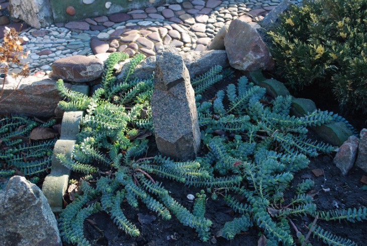 2г-SI--2- 0075-1  Euphorbia sp..jpg