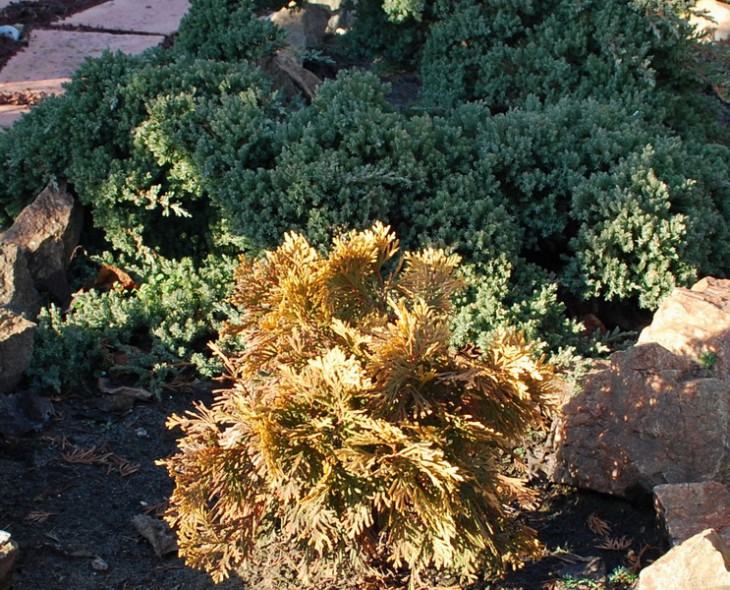 2б-SI_2- 0037-1 Thuja occidentalis Amber glou..jpg