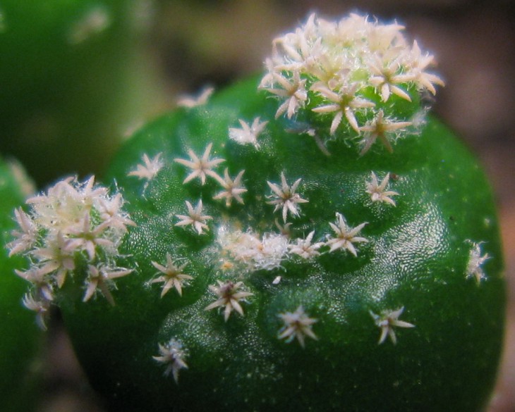 Field number: MZ 319<br />Collector: Milan Zachar<br />Species: Strombocactus disciformis <br />Locality: Canon de Moctezuma, Queretaro, Mexico<br />Notes: Extinct form