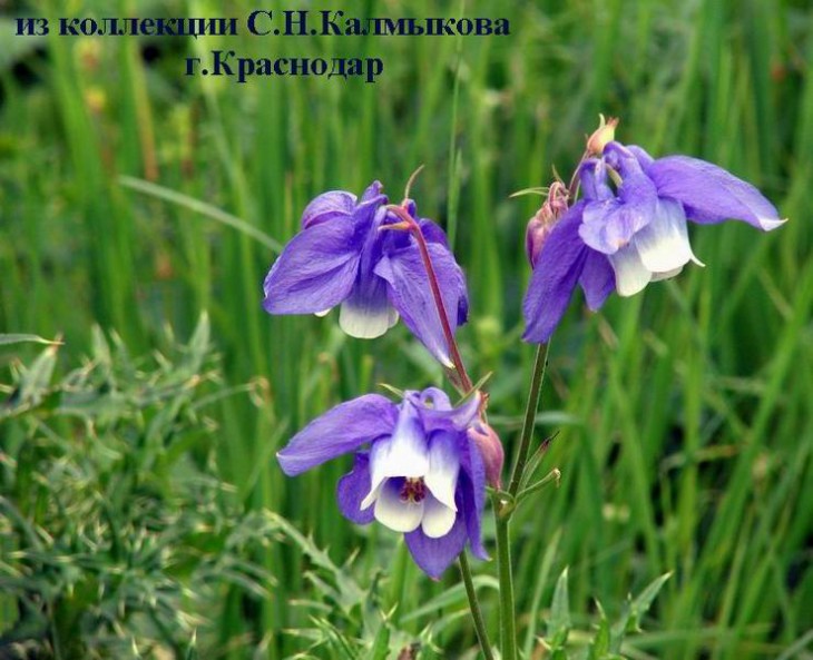 Aquilegia olimpica