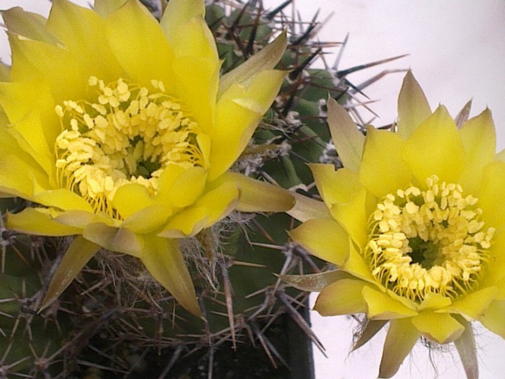 Lobivia aurea
