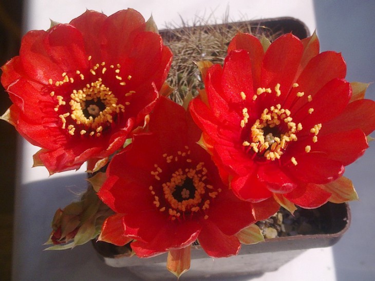 Lobivia arahnacantha var. densiseta