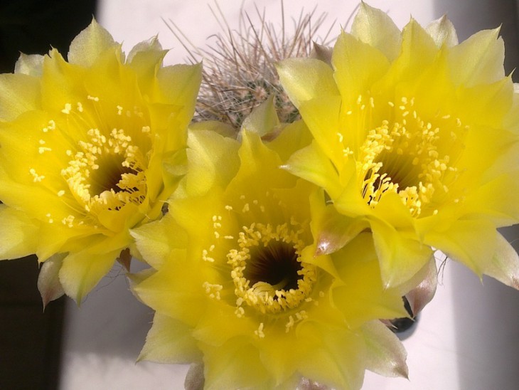 Lobivia aurea var. leucomalla