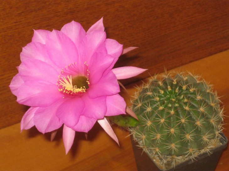 Pseudolobivia kermesina