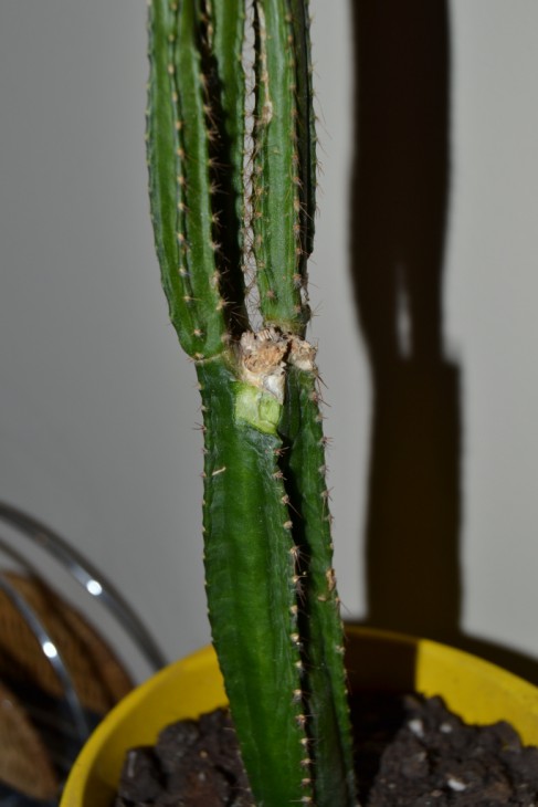 CSC_0105.JPG