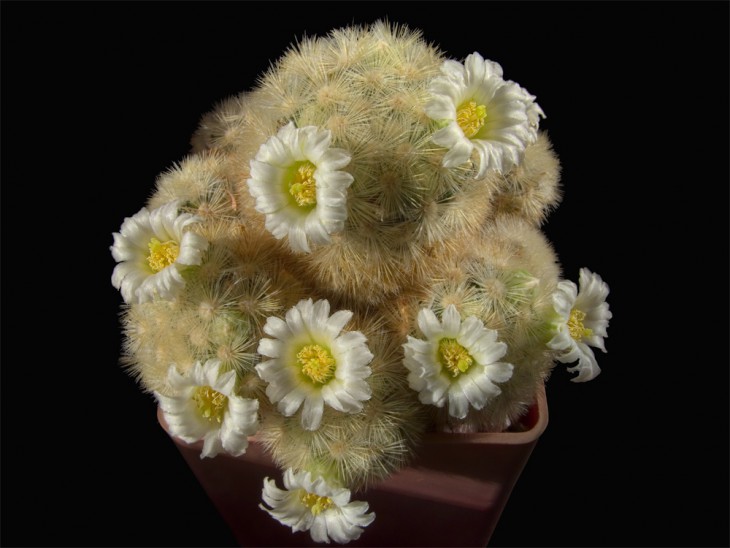 Mammillaria carmenae