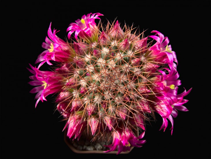 Mammillaria backebergiana