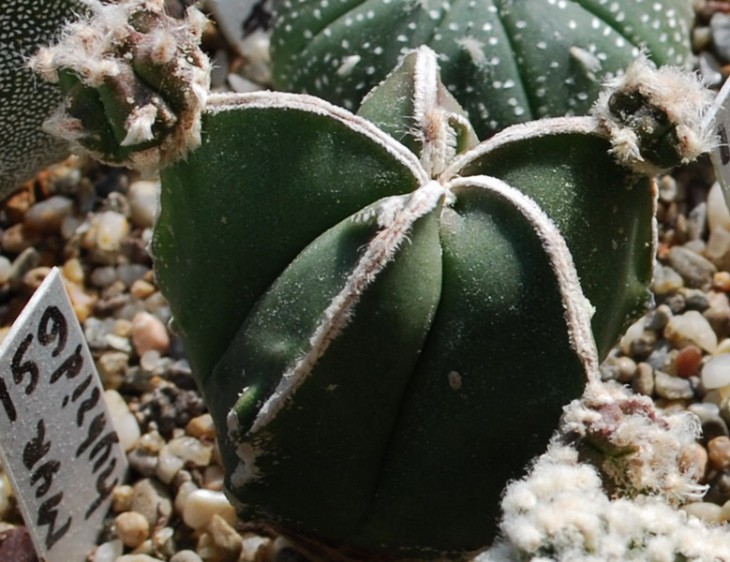 SI_0015-3    A. myr.   hybrid..jpg