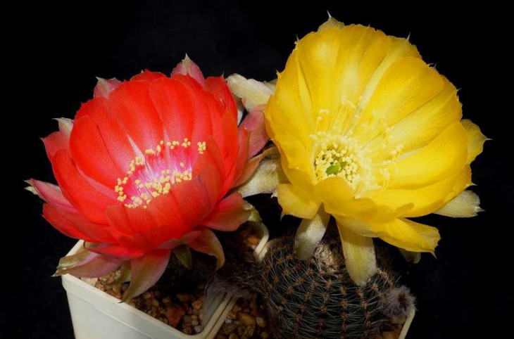 Lobivia drijveriana