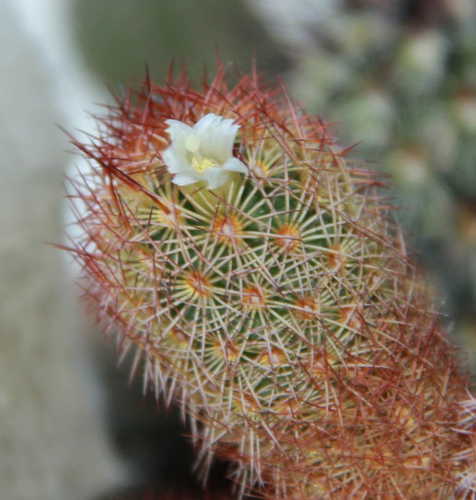 Mammillaria elongata