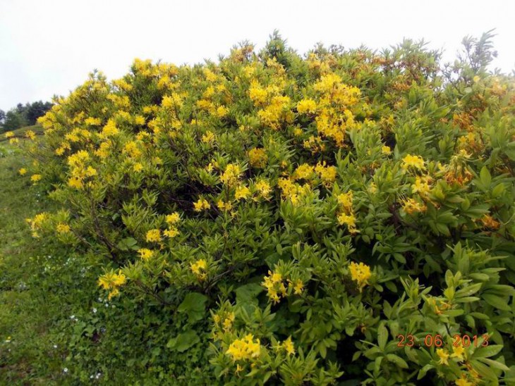 Rhod.luteum