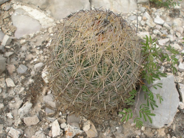 P1010003.jpg