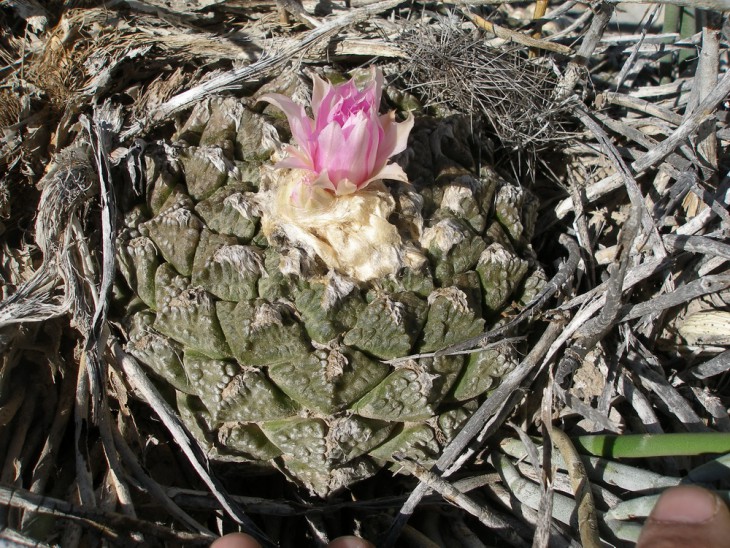 P1010047.jpg
