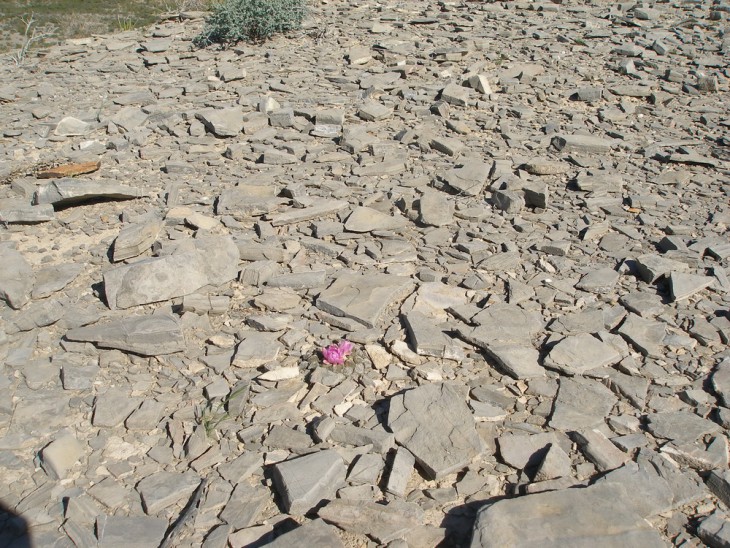 P1010052.jpg
